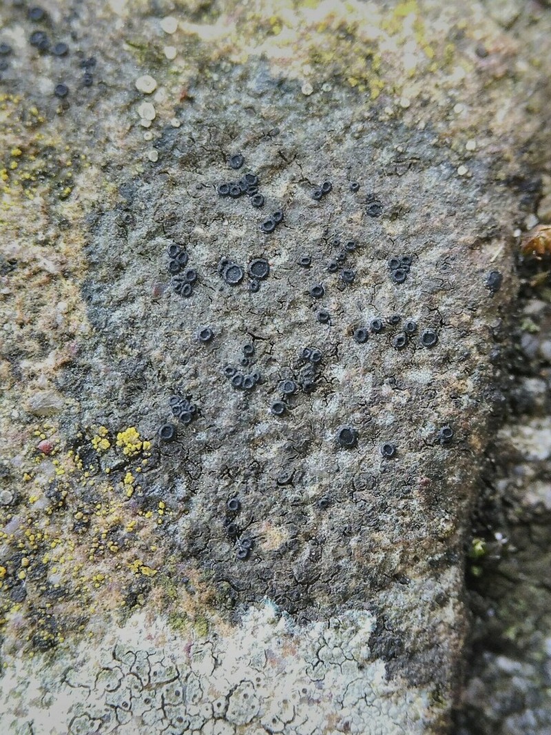 Catillaria Lichen photo 4