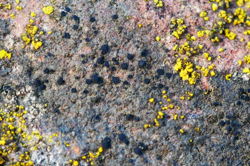 Catillaria Lichen photo 5