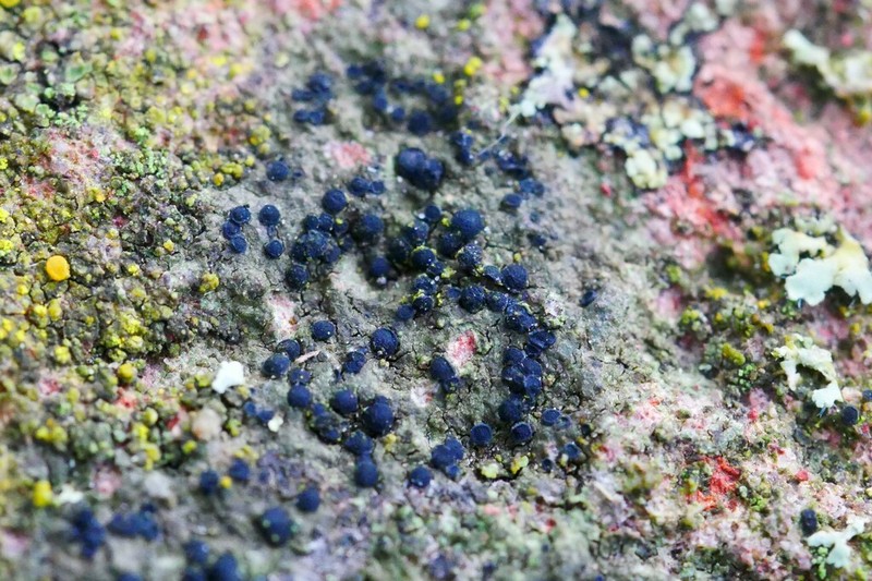 Catillaria Lichen photo 6