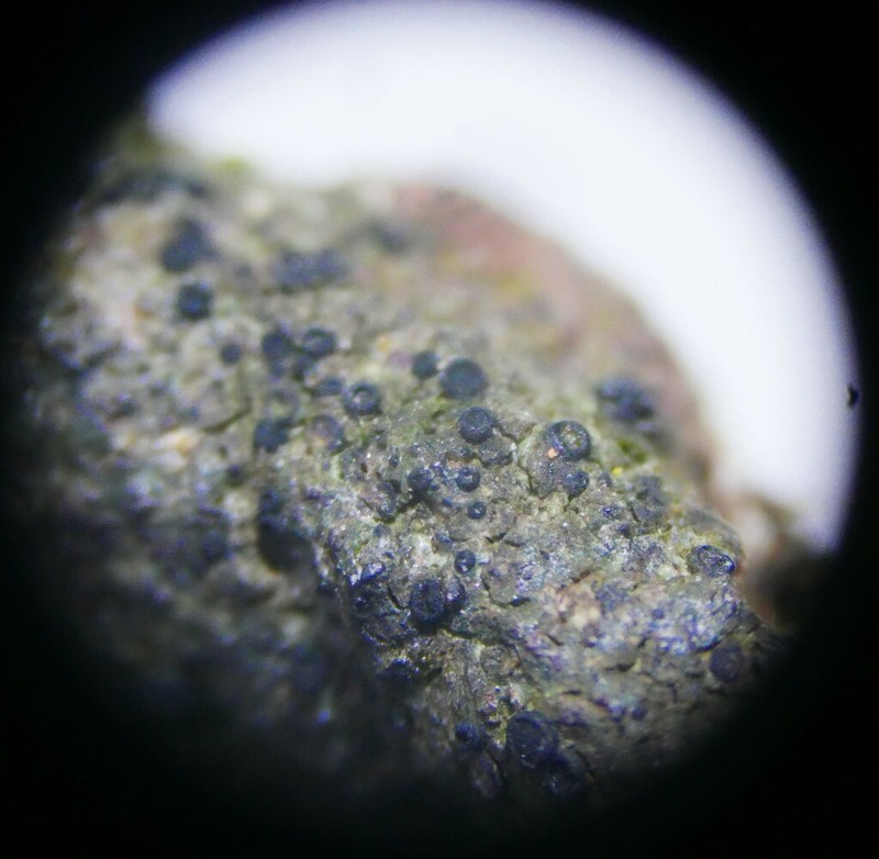Catillaria Lichen photo 7
