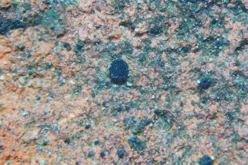Catillaria Lichen photo 8