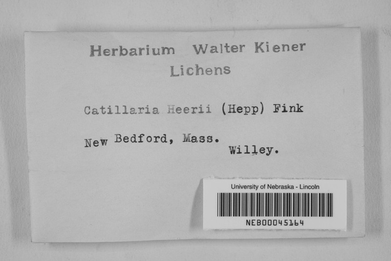 Catillaria heeri photo 3