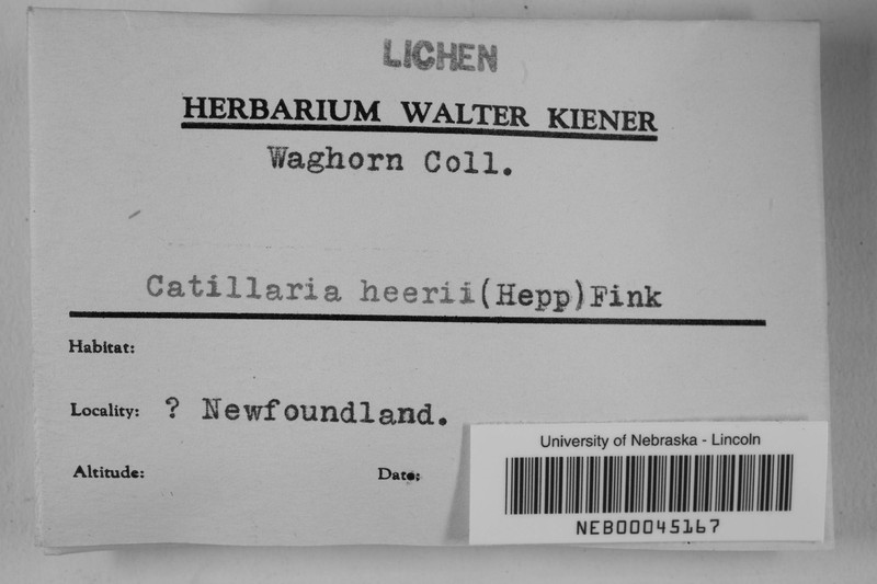 Catillaria heeri photo 4