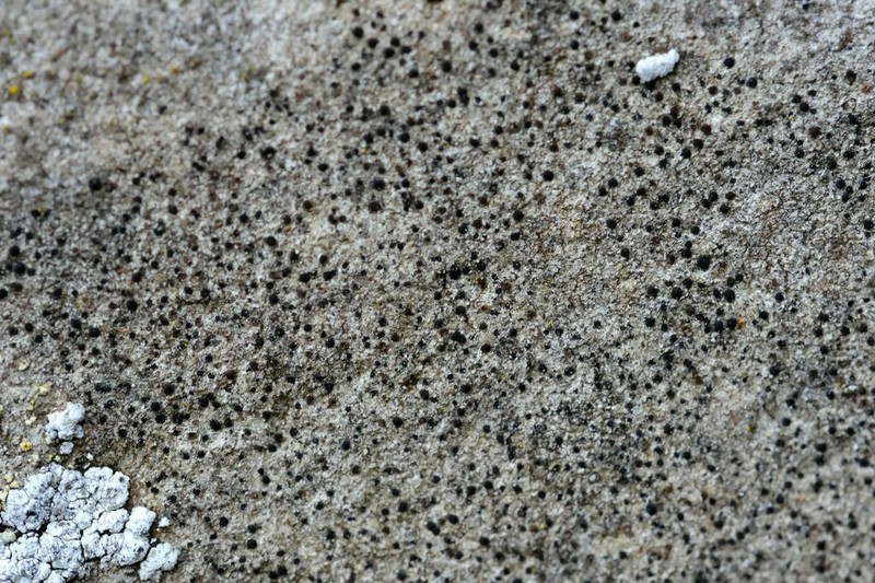 Catillaria Lichen
