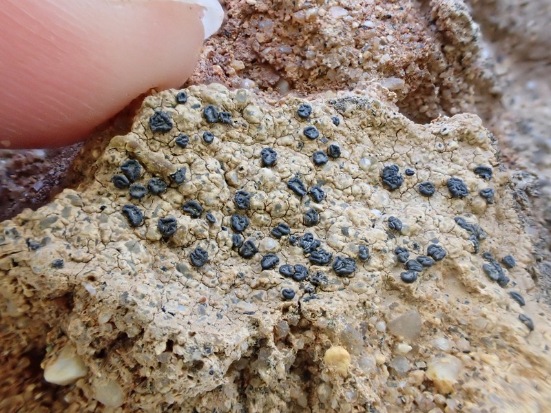 Catillaria Lichen photo 2