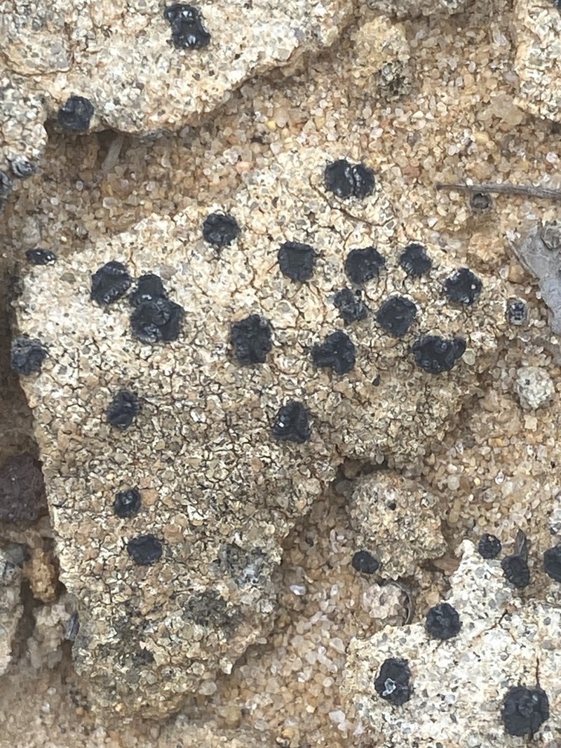 Catillaria Lichen photo 3