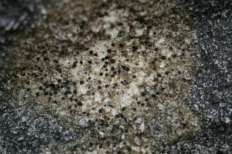 Catillaria Lichen photo 4