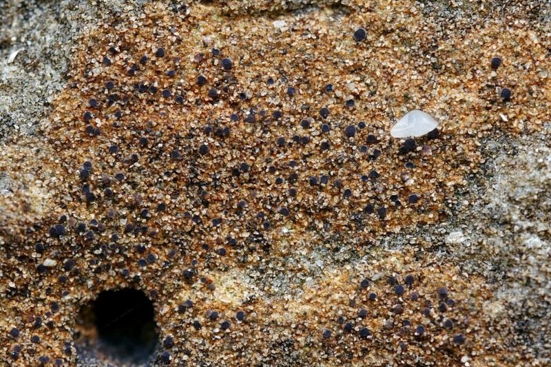 Catillaria Lichen photo 5