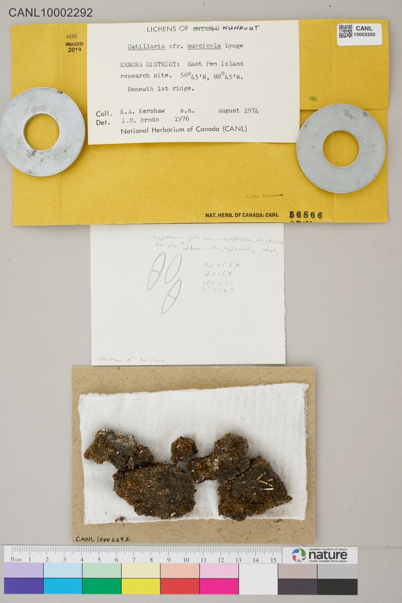 Catillaria Lichen