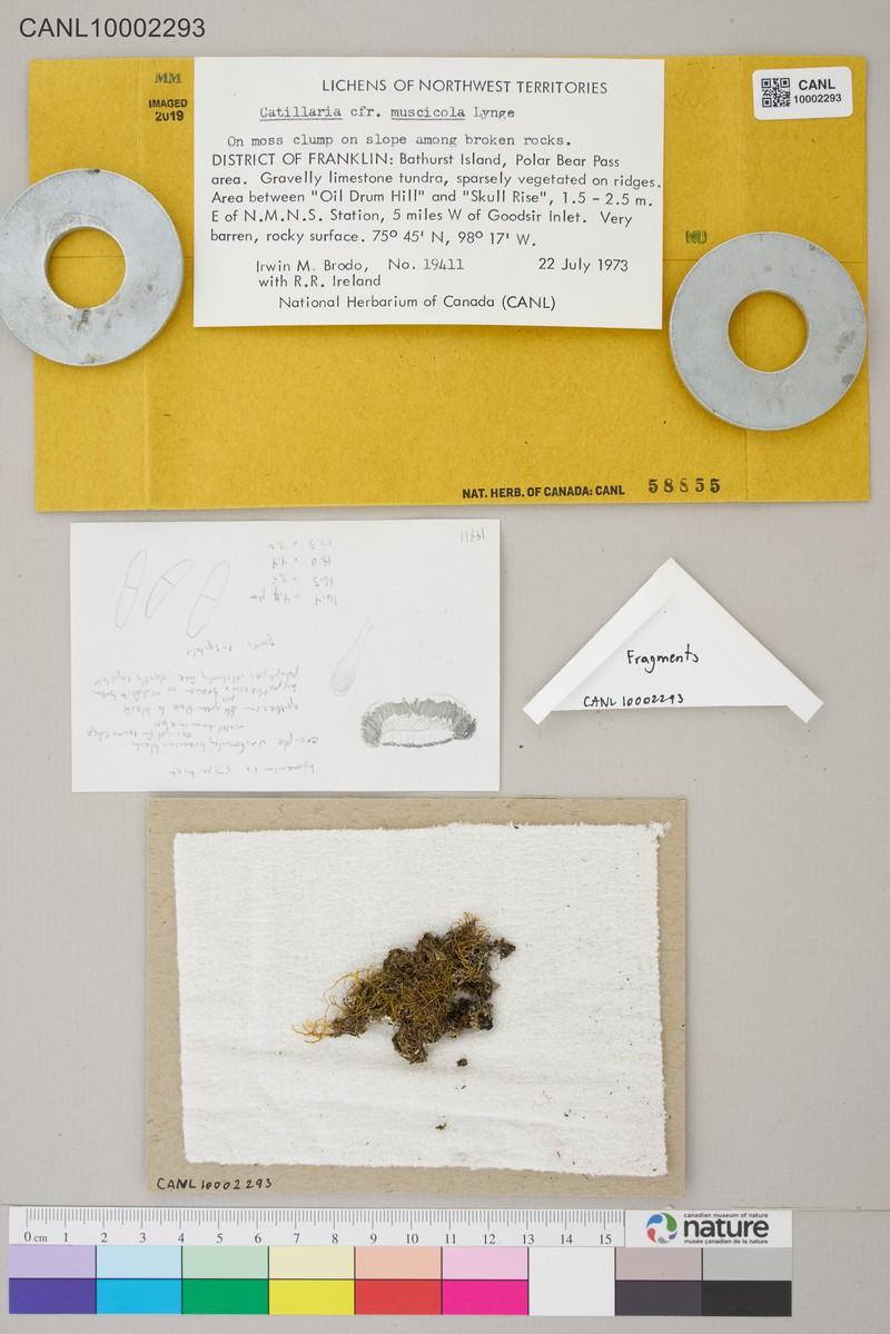 Catillaria Lichen photo 2