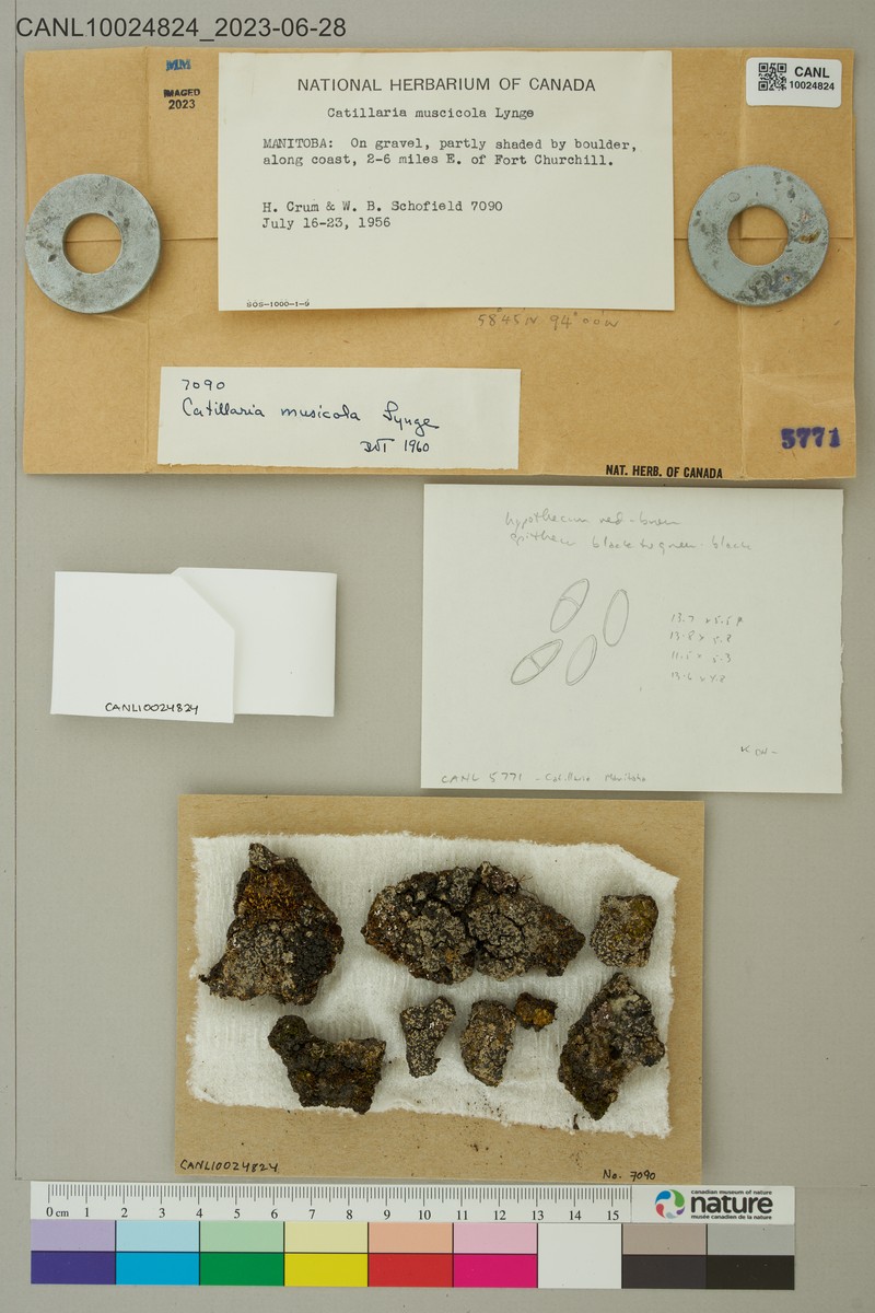 Catillaria Lichen photo 3