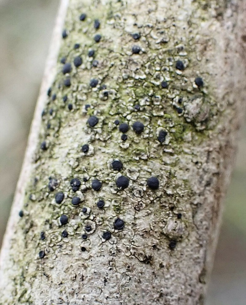 Catillaria Lichen