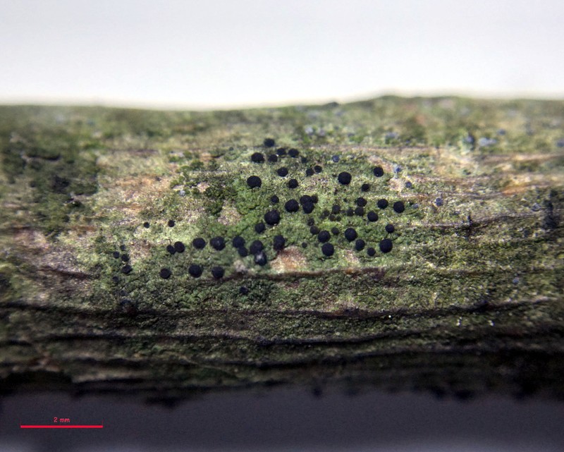 Catillaria Lichen photo 2