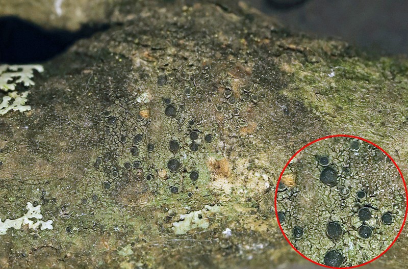 Catillaria Lichen photo 3