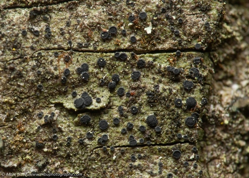 Catillaria Lichen photo 4