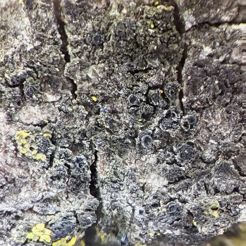 Catillaria Lichen photo 5