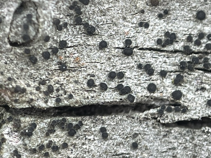 Catillaria Lichen photo 6