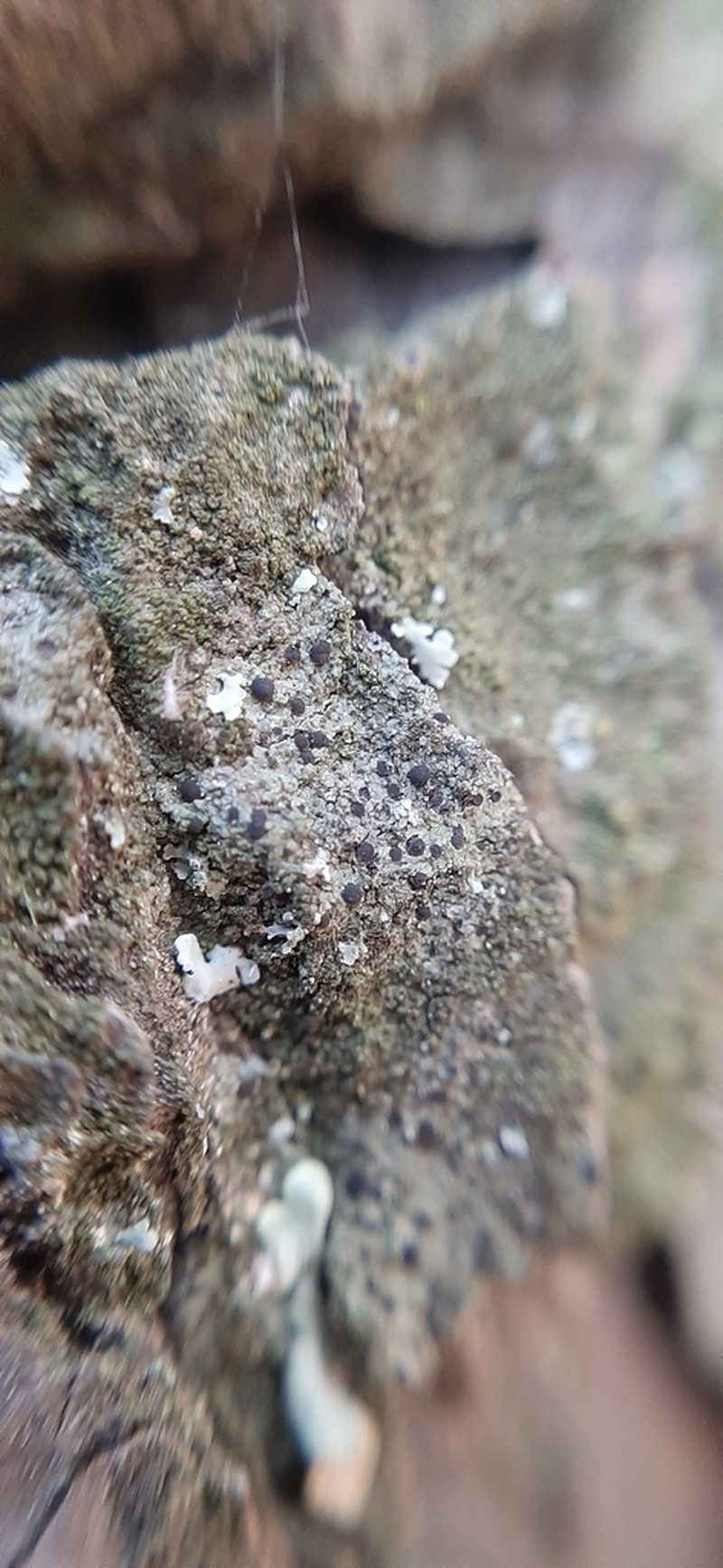 Catillaria Lichen photo 7