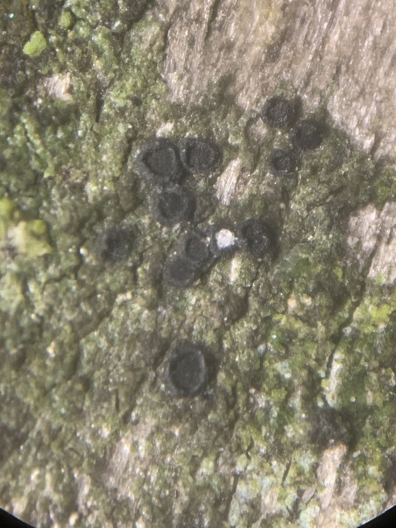 Catillaria Lichen photo 8