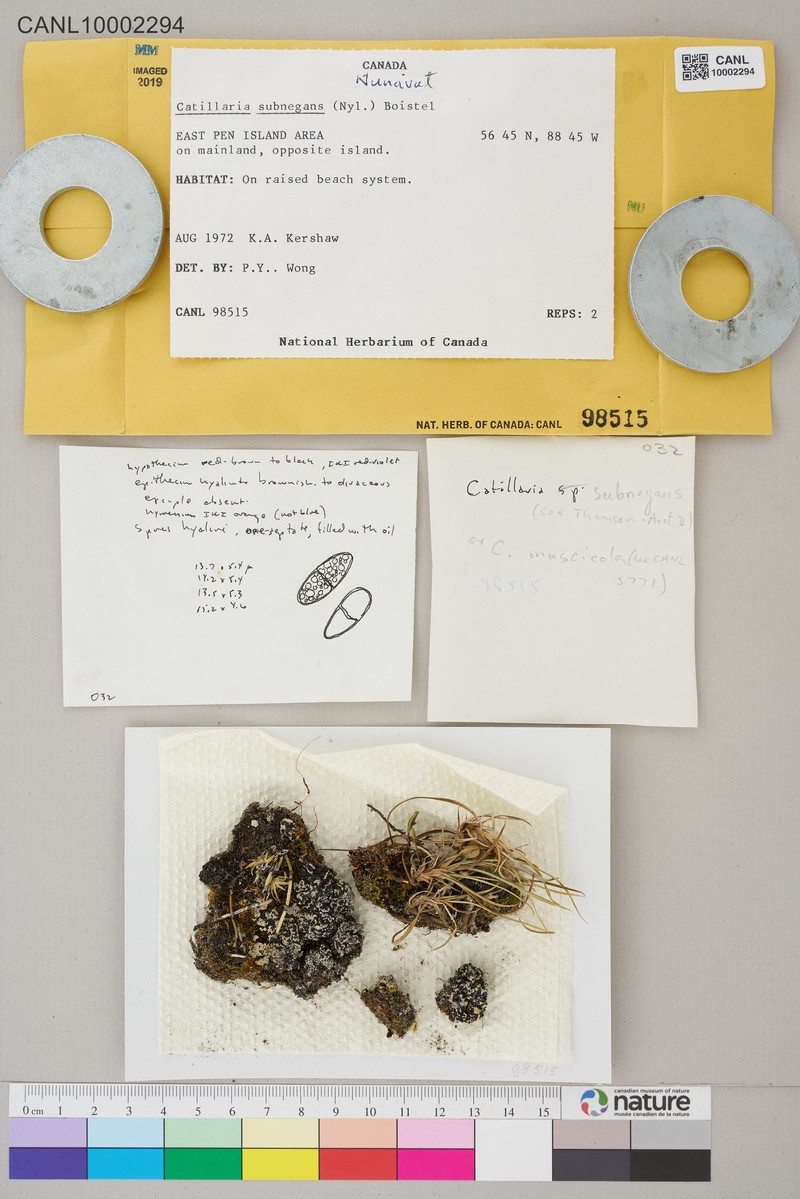 Catillaria Lichen