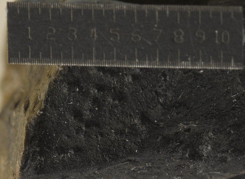 Catillaria Lichen photo 3