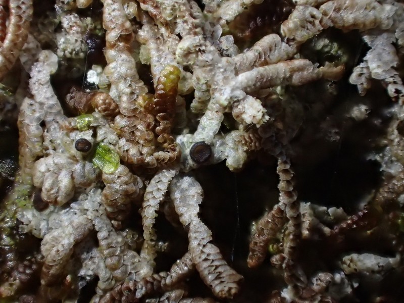 Catinaria Lichen