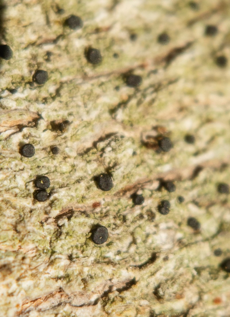 Catinaria Lichen photo 2