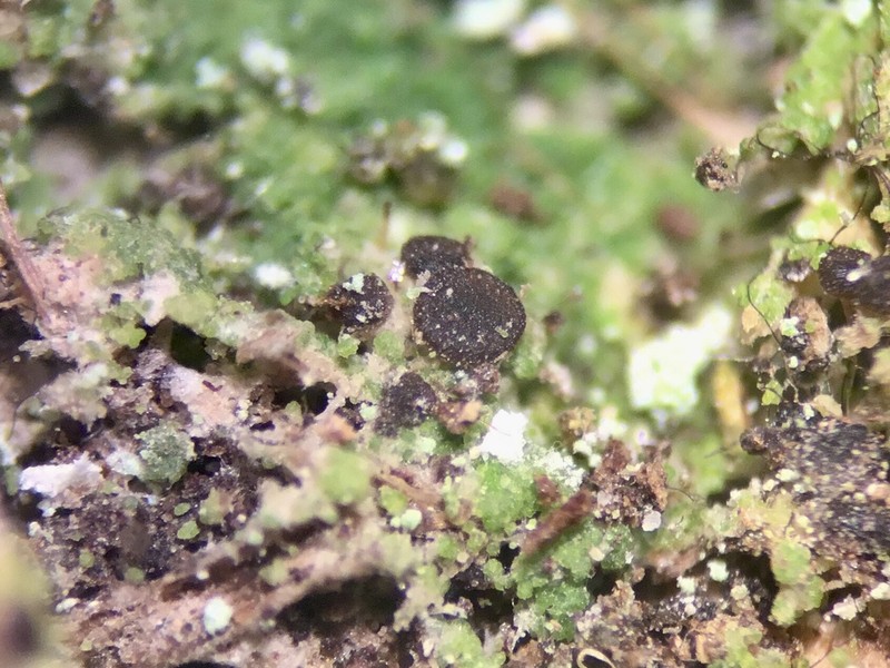 Catinaria Lichen photo 3