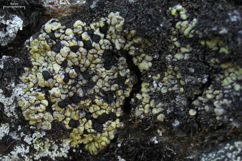 Wahlenberg's Catolechia Lichen