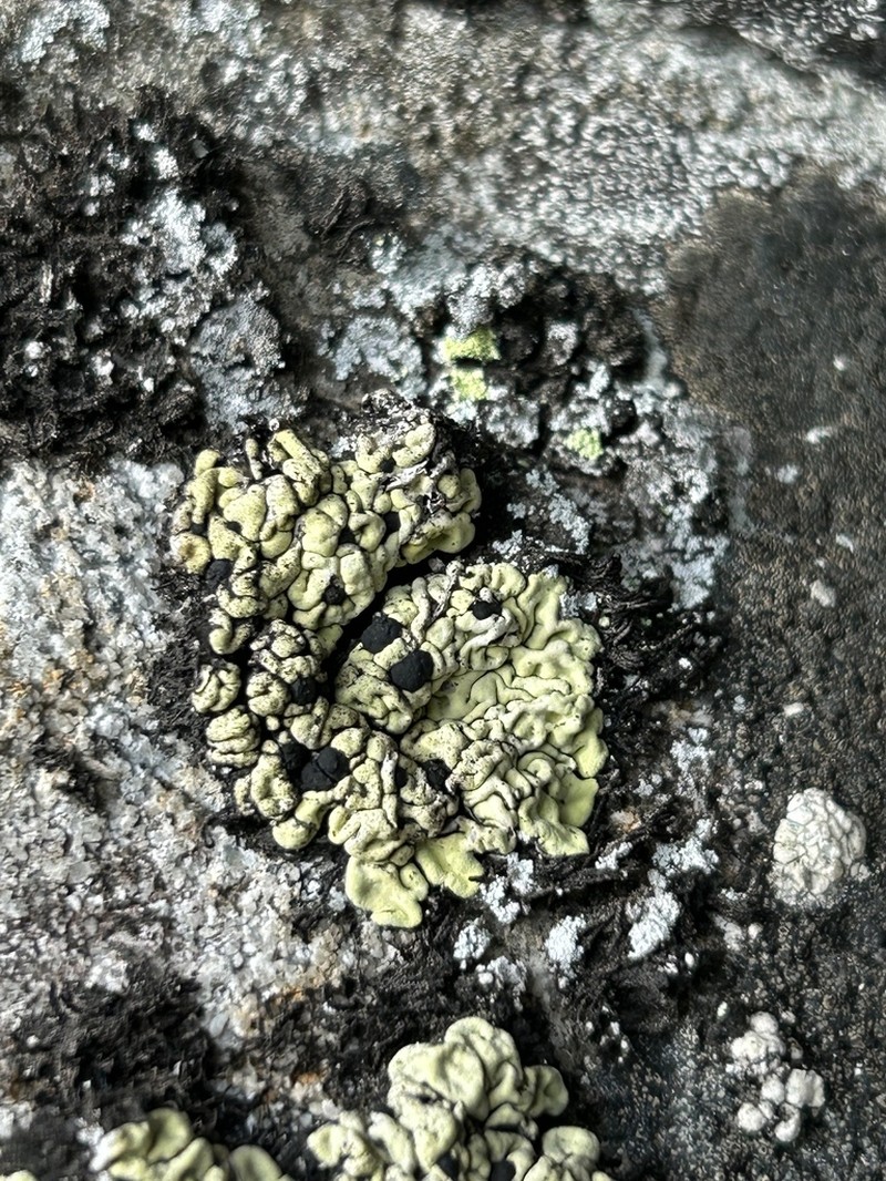 Wahlenberg's Catolechia Lichen