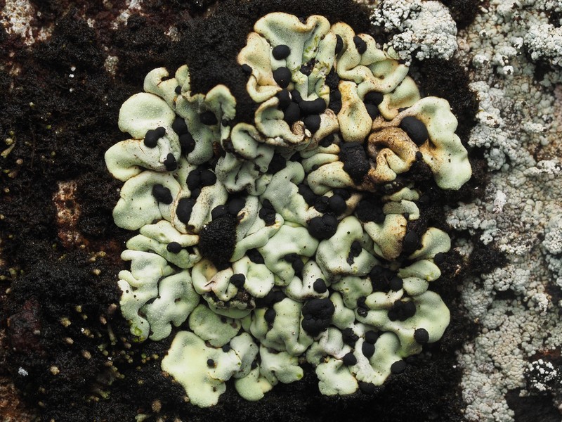 Wahlenberg's Catolechia Lichen photo 3