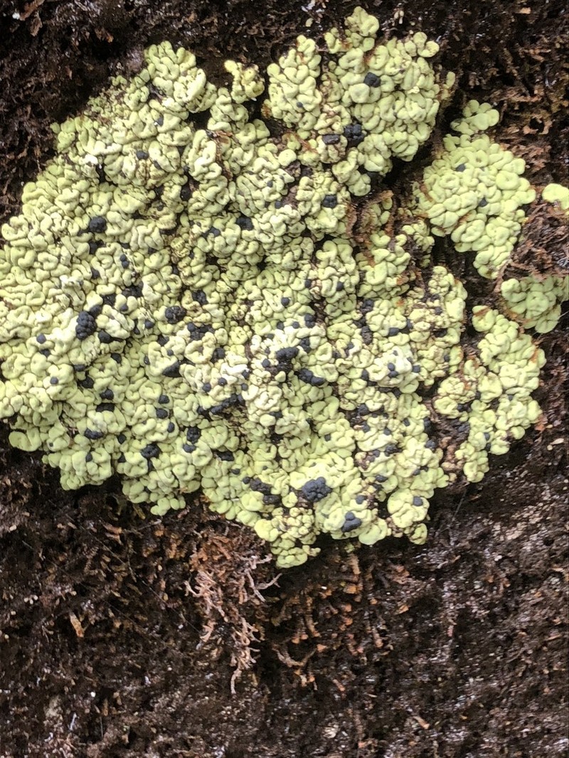 Wahlenberg's Catolechia Lichen photo 4