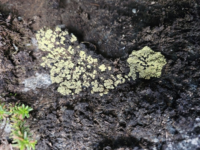 Wahlenberg's Catolechia Lichen photo 5