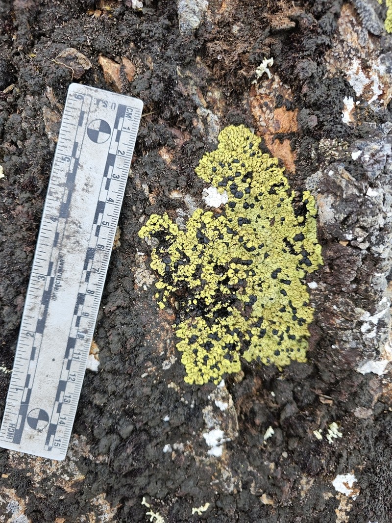 Wahlenberg's Catolechia Lichen photo 6