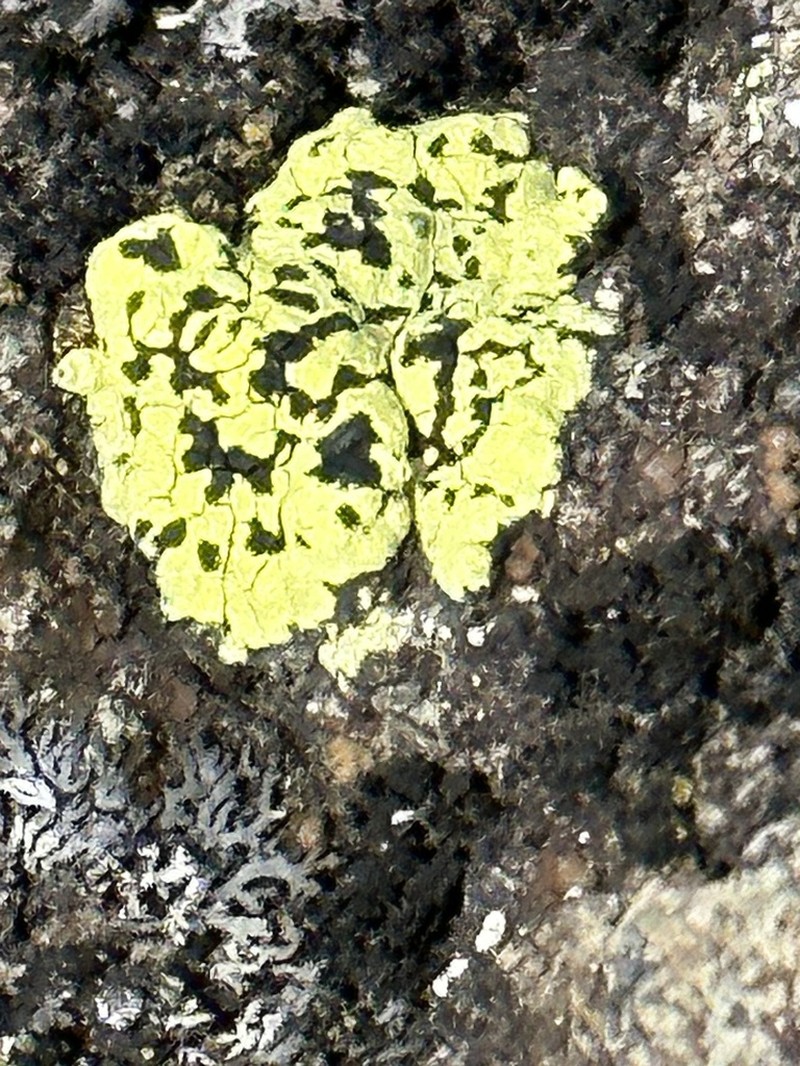 Wahlenberg's Catolechia Lichen photo 7