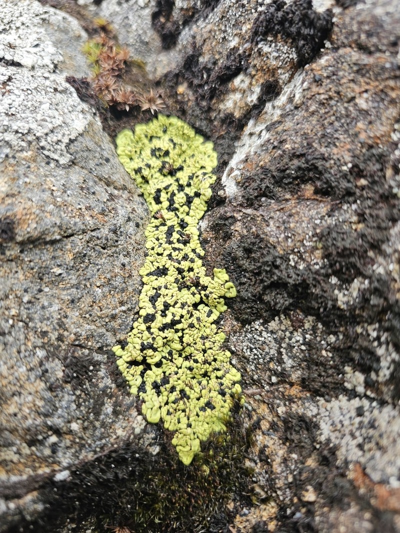 Wahlenberg's Catolechia Lichen photo 8