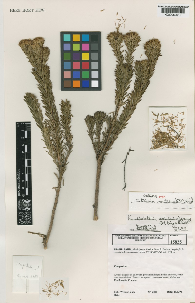 Catolesia mentiens