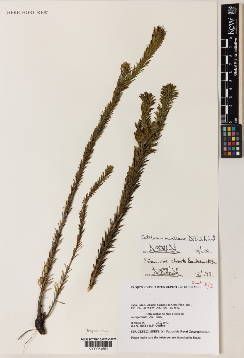 Catolesia mentiens photo 2