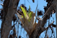 Powdery Strap Airplant