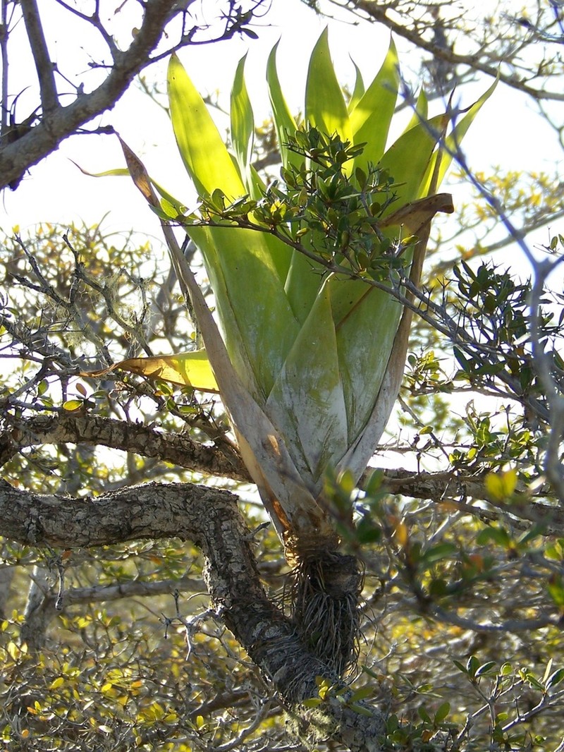 Powdery Strap Airplant photo 2