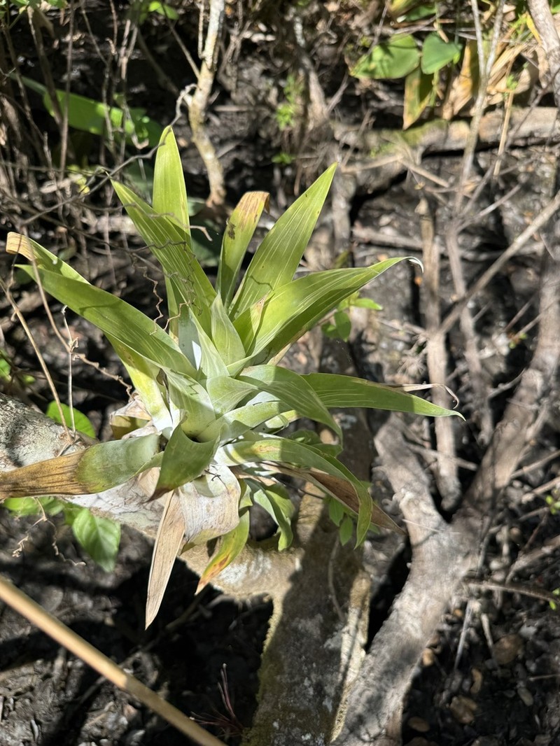 Powdery Strap Airplant photo 3