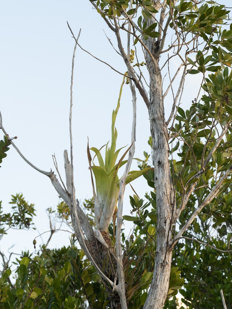 Powdery Strap Airplant photo 4