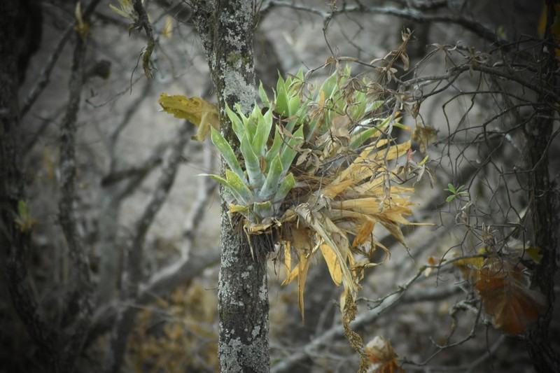 Powdery Strap Airplant photo 5