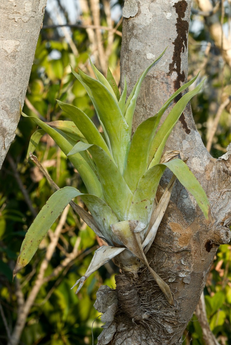 Powdery Strap Airplant photo 6