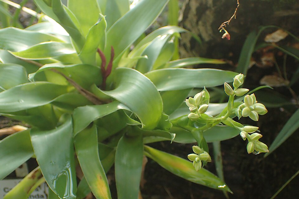 Florida Strap Airplant
