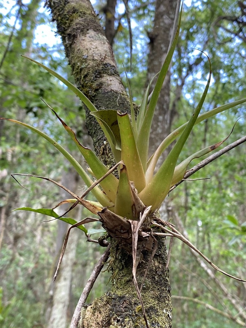 Florida Strap Airplant
