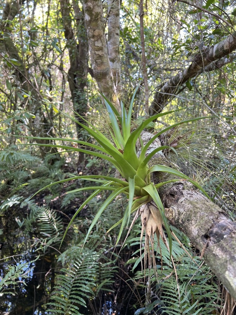 Florida Strap Airplant photo 2