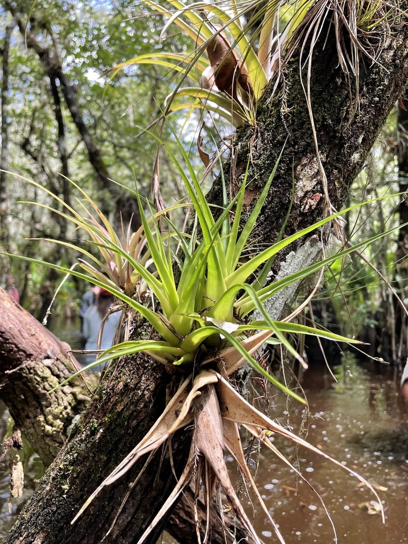 Florida Strap Airplant photo 4
