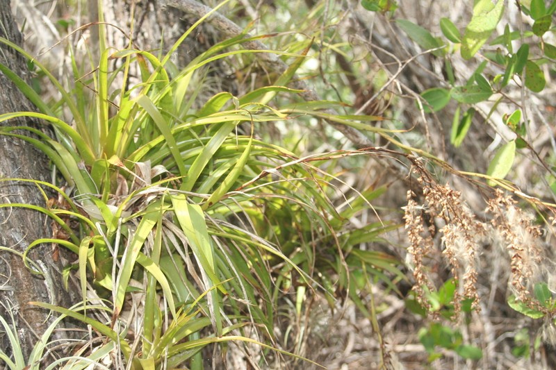 Florida Strap Airplant photo 5
