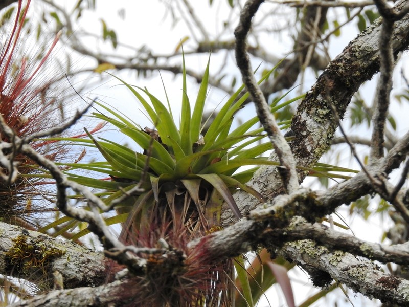 Florida Strap Airplant photo 6